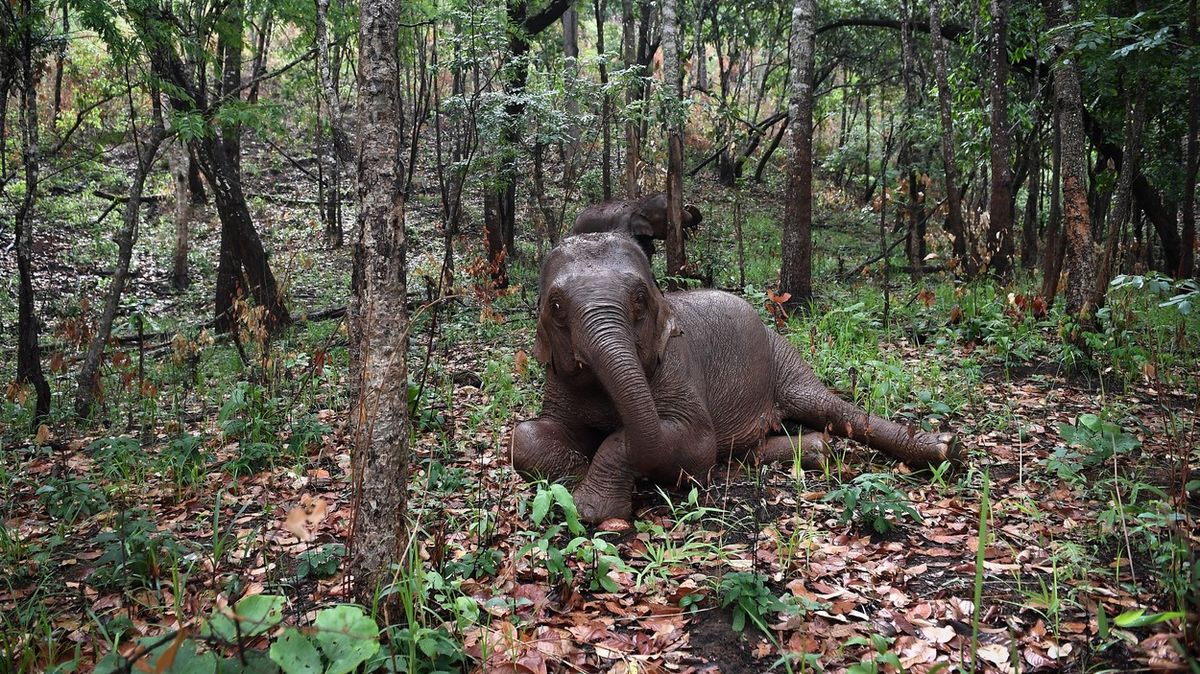 Fotky z Thajska: Sloni v době koronaviru přišli o práci, nemají co jíst
